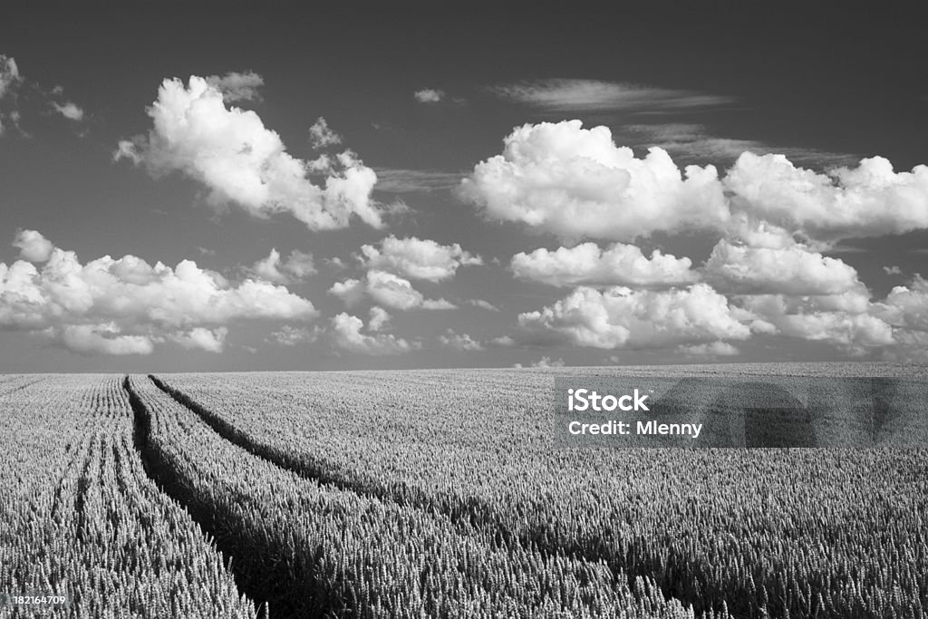 Paisagem de verão Céu Dramático - Foto de stock de Agricultura royalty-free