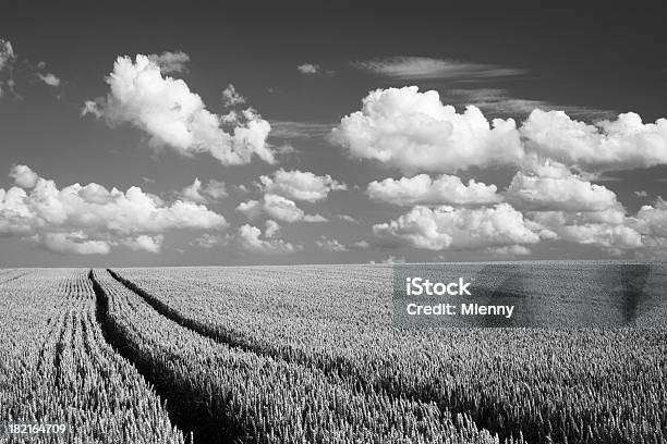 Foto de Paisagem De Verão Céu Dramático e mais fotos de stock de Agricultura - Agricultura, Ajardinado, Beleza