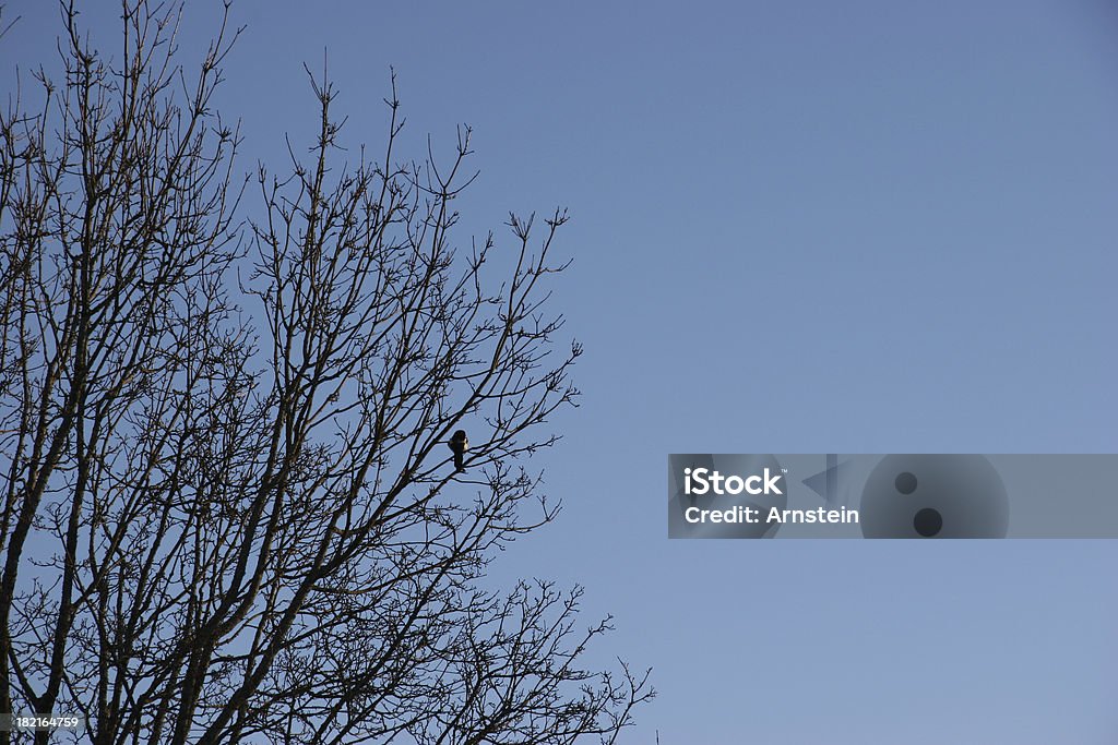 Solitario uccello - Foto stock royalty-free di Albero