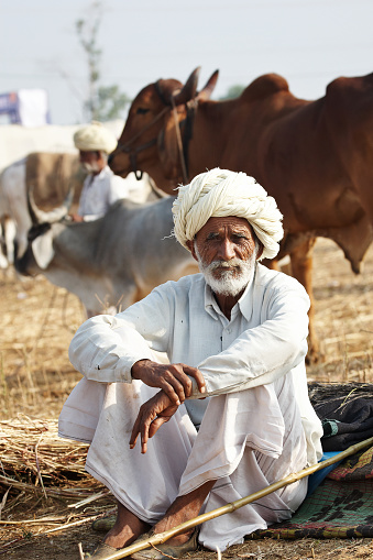 Senior asian bedouin man portrait with his camels