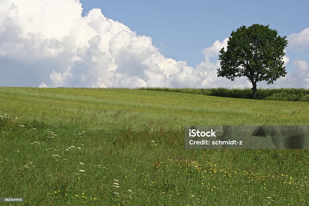 Árvore solitária com espaço para texto - Royalty-free Granadilha Foto de stock