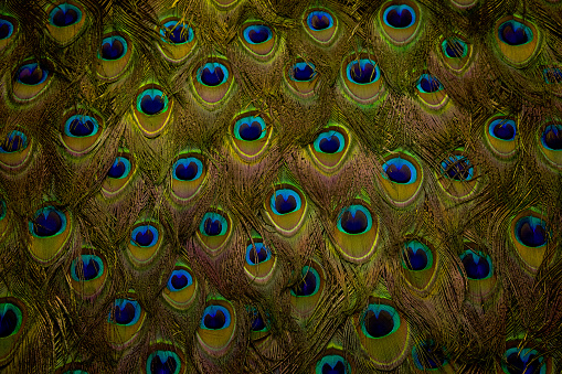 peafowl bird. headshot Portrait close-up