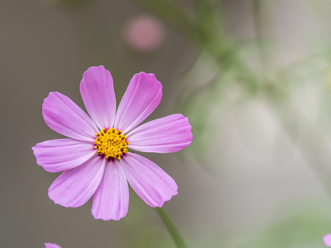 Beautiful purple Cosmos flower on green blured background. Violet flower Cosmos bipinnatus, commonly called the garden cosmos or Mexican aster.