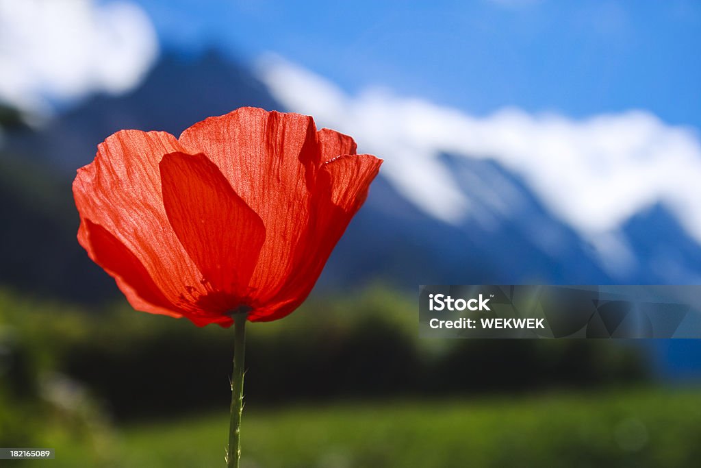 Rosso papavero e vista delle Alpi svizzere, Gimmelwald - Foto stock royalty-free di Ambientazione esterna