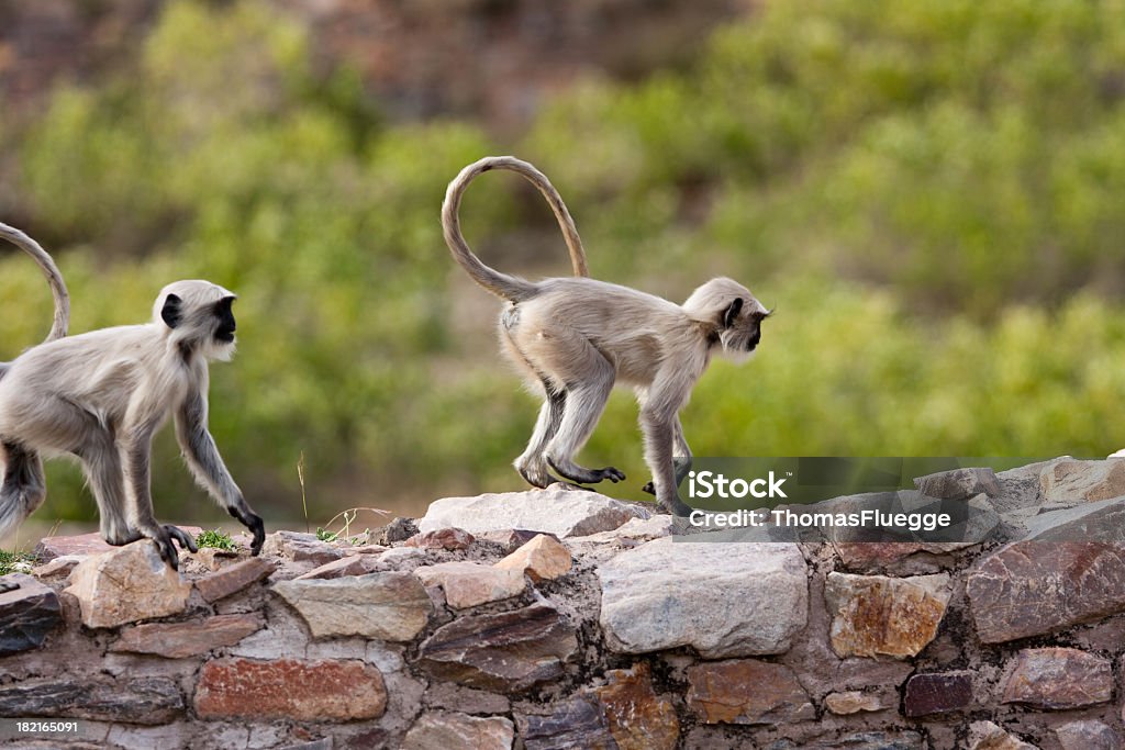 Hanuman-Langur Monkey - Zbiór zdjęć royalty-free (Azja)