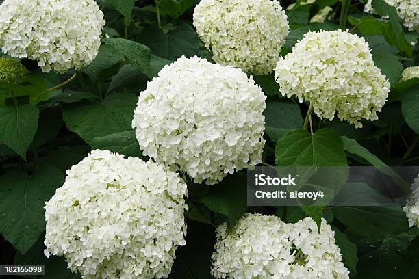 Foto de Hydrangeas Branco e mais fotos de stock de Branco - Branco, Hortênsia, Botânica - Assunto
