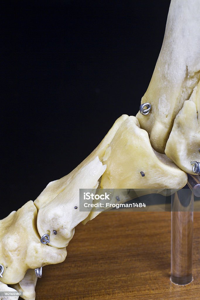 Cavalli piede - Foto stock royalty-free di Anatomia umana