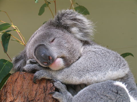 Koala bear resting after a long day
