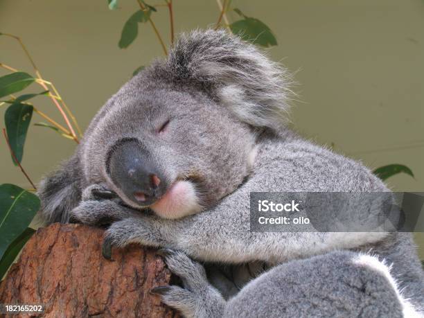 Peaceful Koala Bear Stock Photo - Download Image Now - Koala, Sleeping, Animal