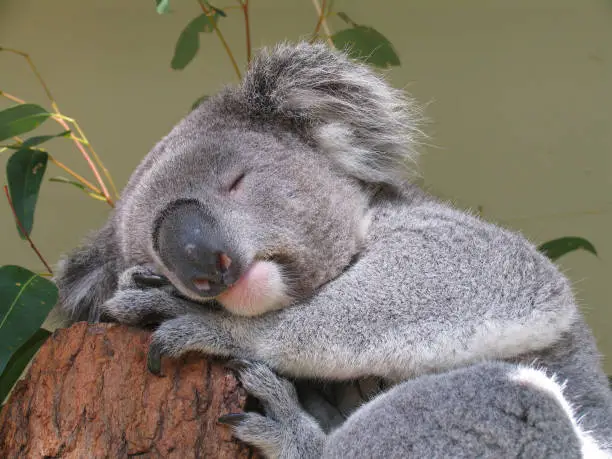 Photo of peaceful koala bear
