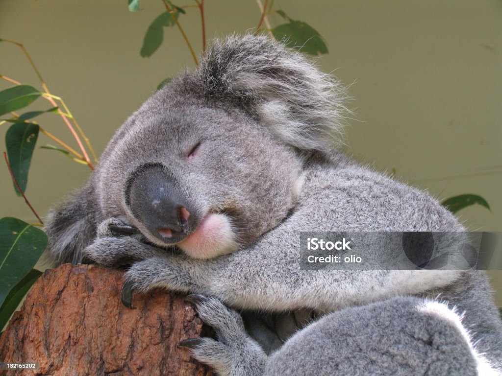 Spokojny koala bear - Zbiór zdjęć royalty-free (Koala)