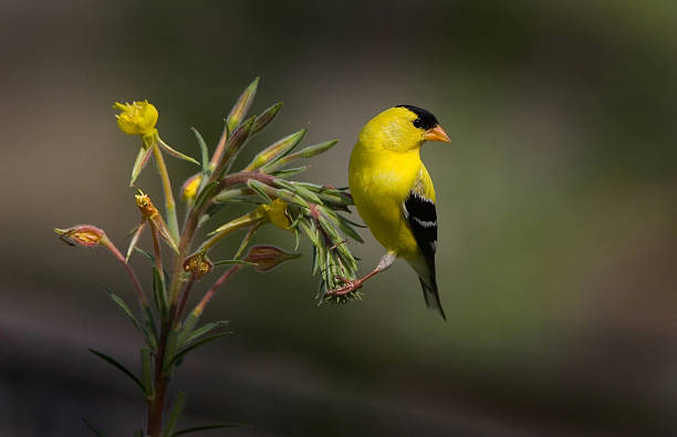 American Gold Finch - Male American Gold Finch perching pretty on an evening primrose plant, with dark green background.  Just like an oil painting, higly recommended for a print !! gold finch photos stock pictures, royalty-free photos & images
