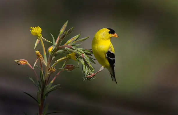 American Gold Finch perching pretty on an evening primrose plant, with dark green background.  Just like an oil painting, higly recommended for a print !!