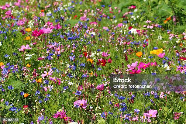Wildblumen Stockfoto und mehr Bilder von Glockenblume - Glockenblume, Blume, Blüte