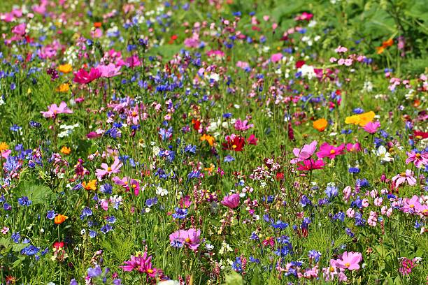 fleurs sauvages - flower blumenwiese meadow flower head photos et images de collection