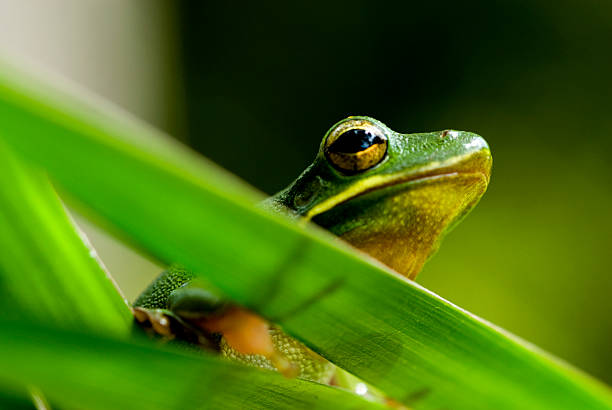 恥ずかしがりツリーフロッグ - green treefrog frog common frog tree frog ストックフォトと画像