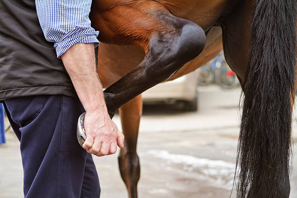 istock Horse streches 182165735
