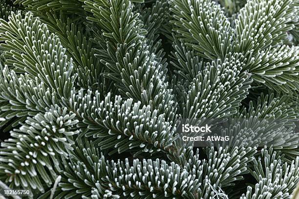 Abeto Del Cáucaso Follaje Con Escarcha Foto de stock y más banco de imágenes de Abeto - Abeto, Arbusto, Decoración - Objeto