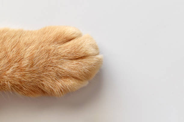 istock Ginger cat paws on the table. Tabby cat sitting on the floor. 1821659084