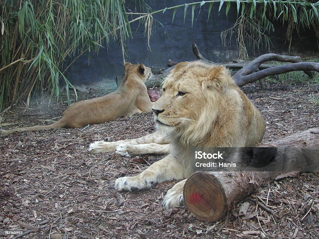 Zoo-Löwen - Lizenzfrei Afrikanische Kultur Stock-Foto