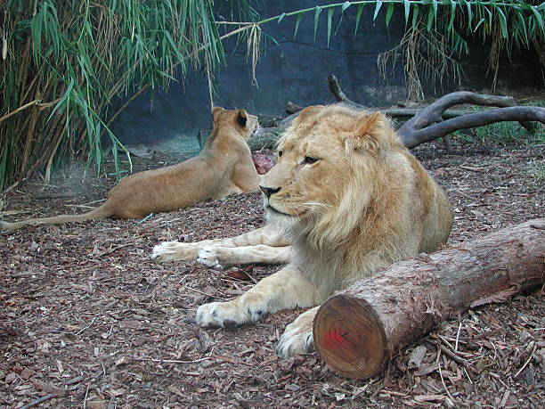 zoológico de león - taronga fotografías e imágenes de stock