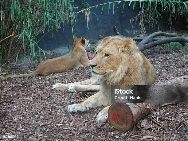 Foto de Zoológico De Leões e mais fotos de stock de Alto - Descrição Geral - Alto - Descrição Geral, Andar, Animais Machos
