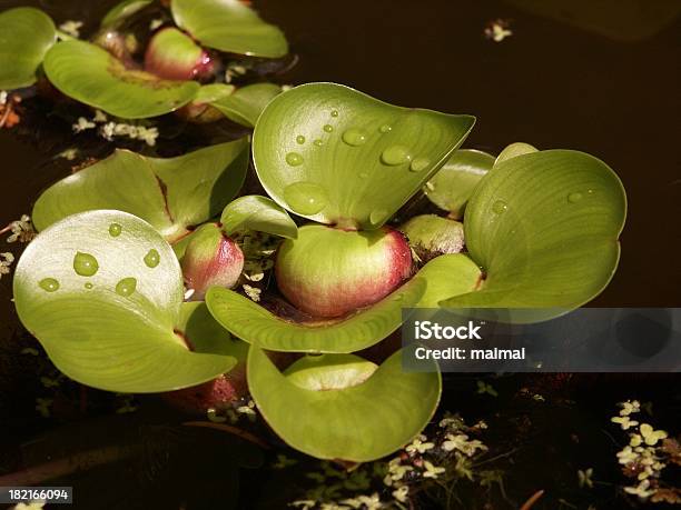 부레옥잠 연못 0명에 대한 스톡 사진 및 기타 이미지 - 0명, 개구리밥, 공격성