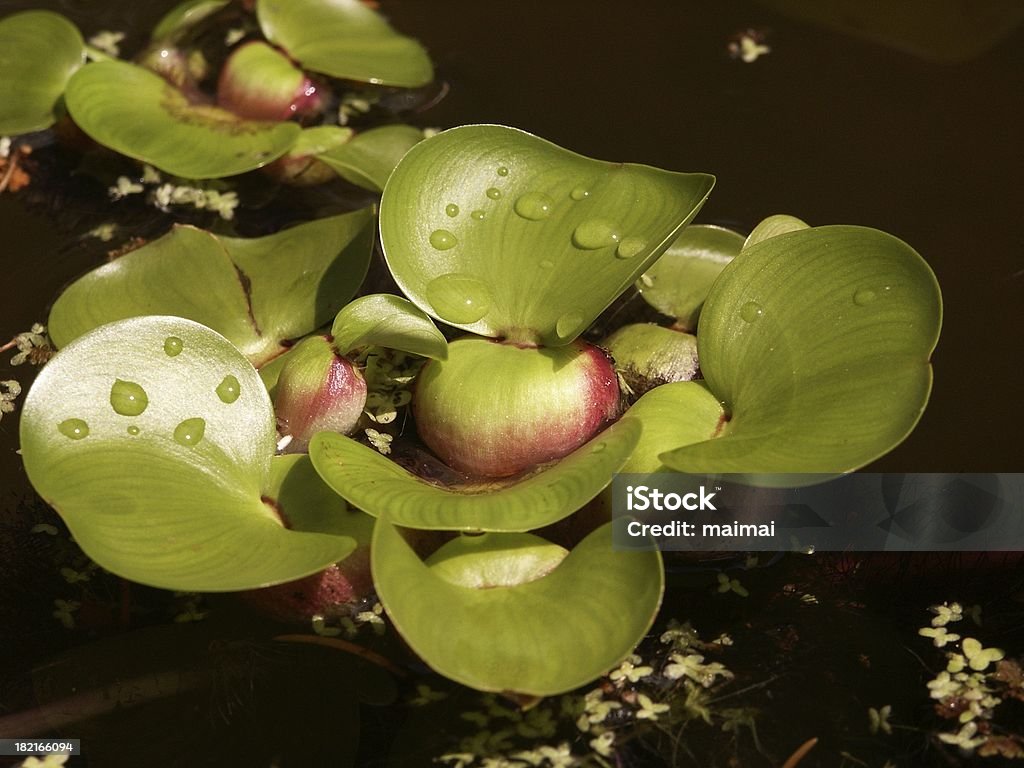 Jacinto-de-água no lago - Royalty-free Agressão Foto de stock