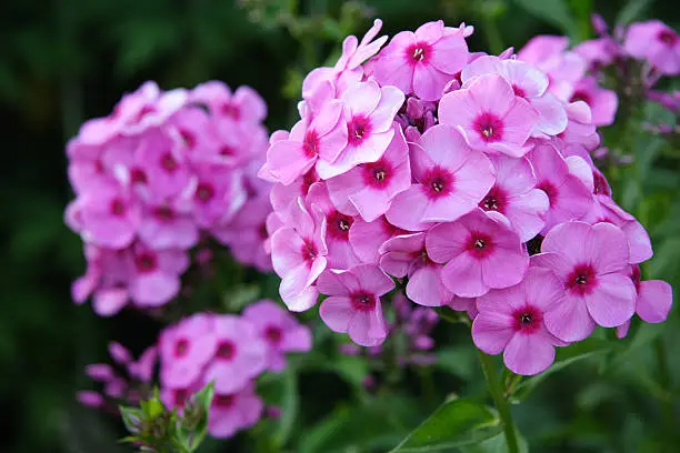 lovely deep pink phlox blossoms framed by dark green leaves