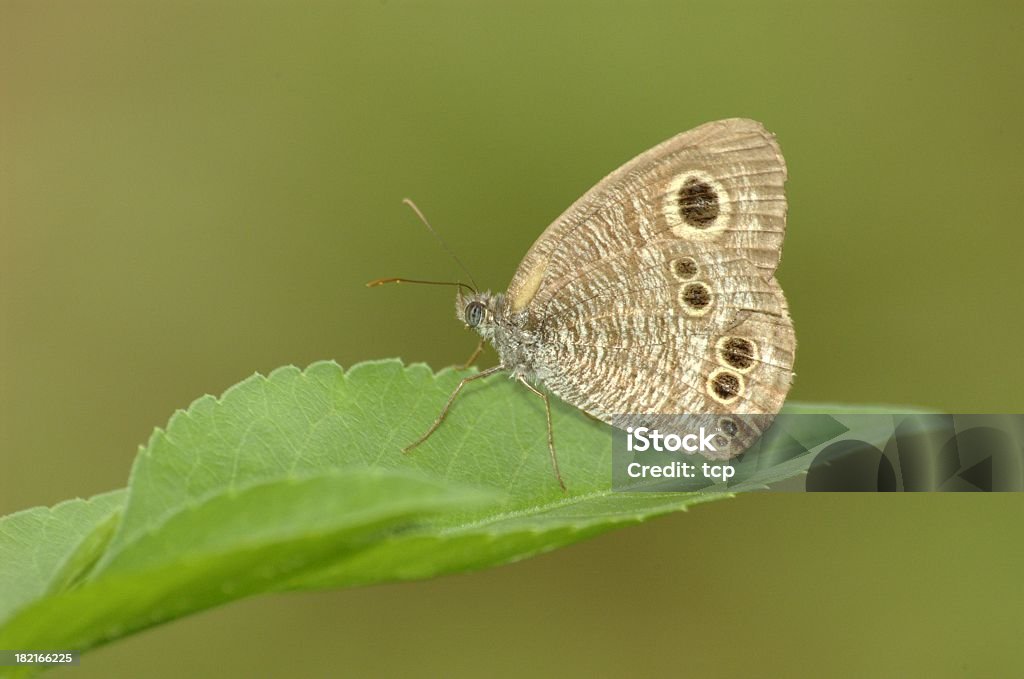 Common cinco-ring (Ypthima baldus) em Hong Kong - Foto de stock de Agarrar royalty-free