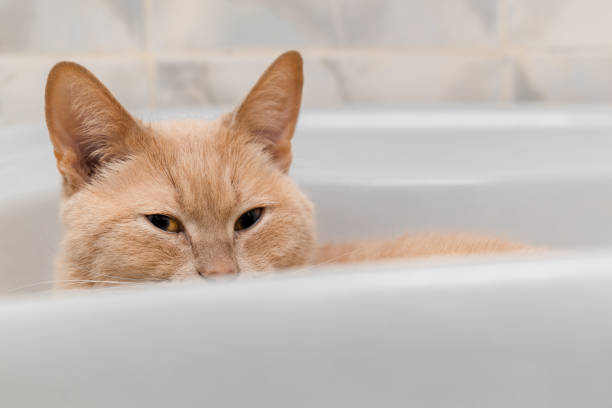 istock domestic cat lies in a white sink 1821664472