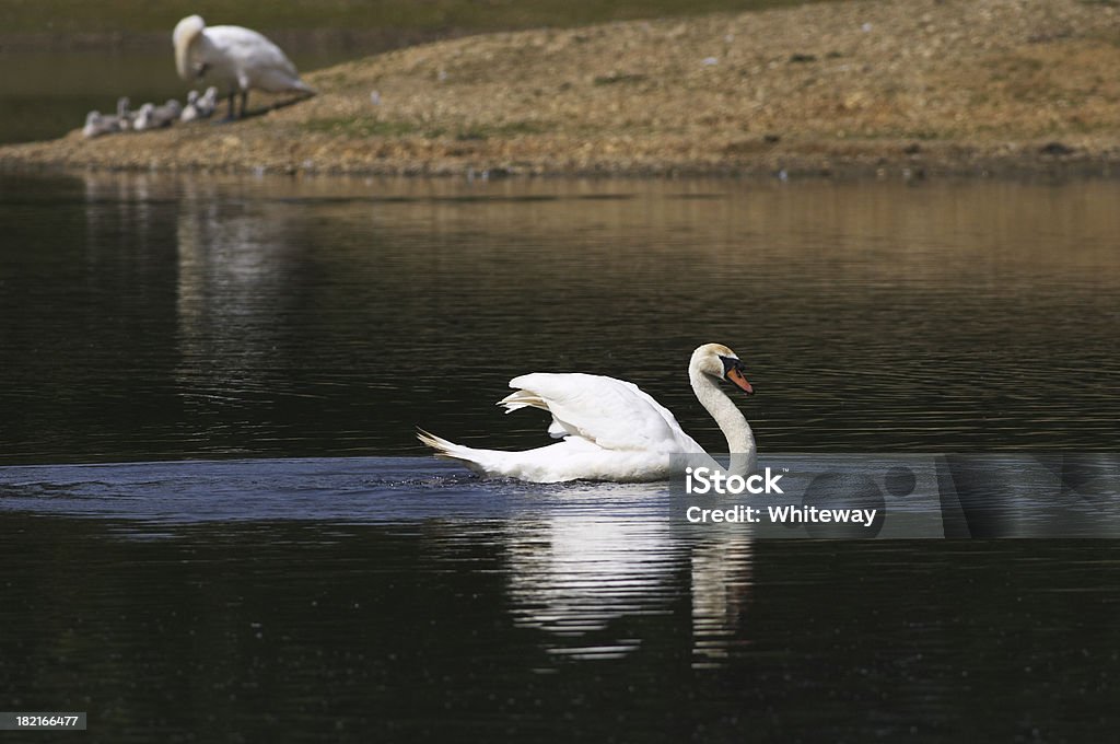 Famiglia Protezione con maschio Cigno reale su patrol color Cygnus - Foto stock royalty-free di Acqua