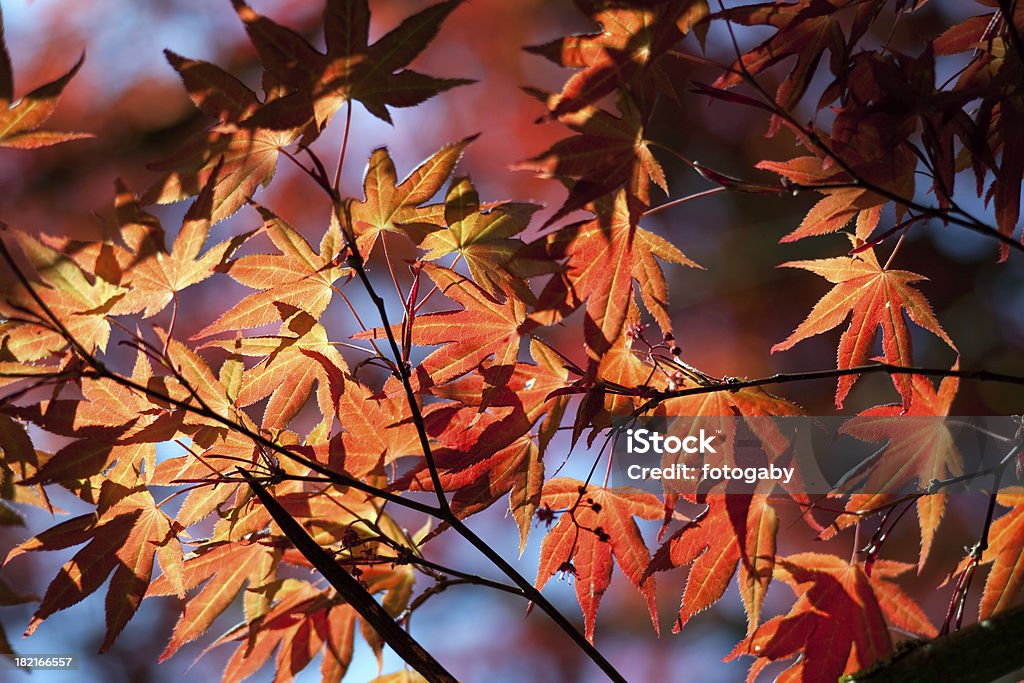 Colorido hojas - Foto de stock de Aire libre libre de derechos