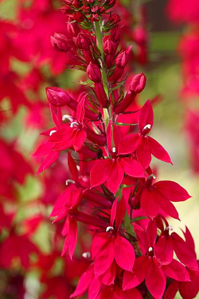 A stalk of red cardinal flowers grow at the edge of a Cape Cod wetland on a late July afternoon. These flowers depend on hummingbirds for pollination.