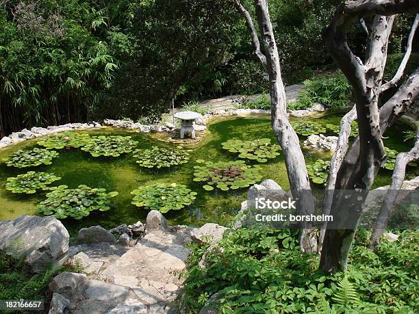 ジルカー植物園 Ii オースティン - アジア文化のストックフォトや画像を多数ご用意 - アジア文化, コンセプト, シダ