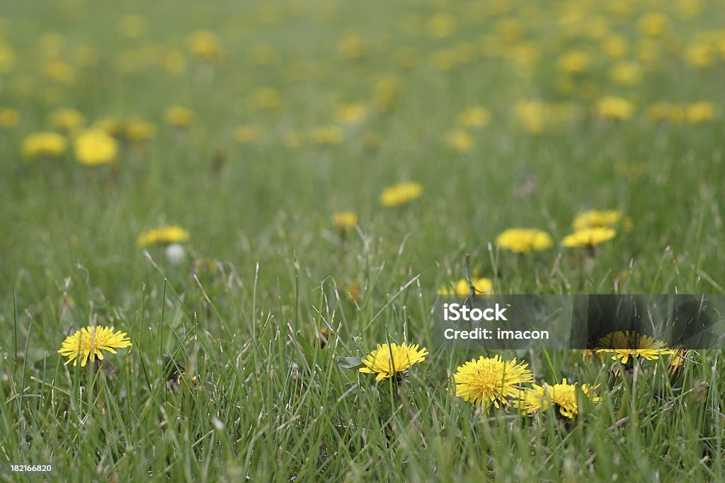Gelbe am Rand im grünen Gras - Lizenzfrei Hausgarten Stock-Foto