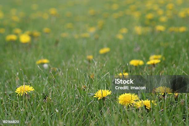 Gelbe Am Rand Im Grünen Gras Stockfoto und mehr Bilder von Hausgarten - Hausgarten, Kontrolle, Pflanze