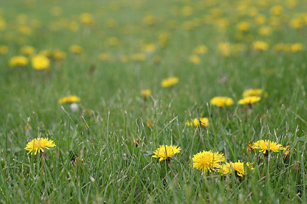 Yellow dandelions in the green grass stock photo