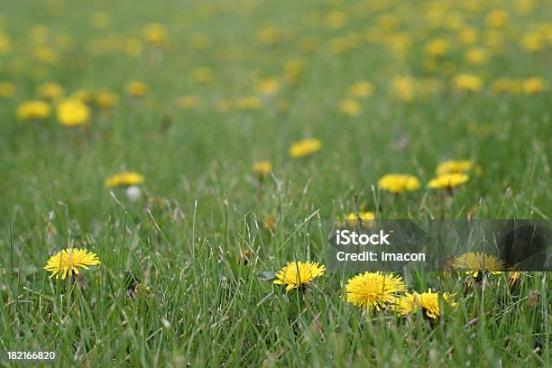 Żółty Dandelions W Zielonej Trawie - zdjęcia stockowe i więcej obrazów Kontrola - Kontrola, Naturalne środowisko, Ogródek przydomowy
