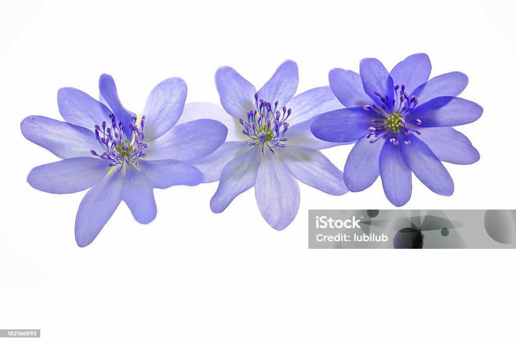 Anémone magnifique fleurs-Hepatica Nobilis sur blanc - Photo de Transparent libre de droits