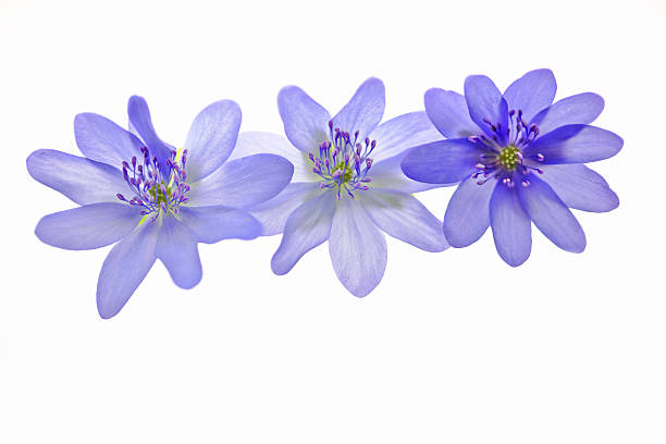 3 blue anemone flowers (Anemone Hepatica) Buttercup family - on white background. (Shallow DOF . Focus on the one to the right). Copy space. Similar: