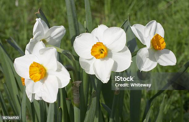 白い花の 3 Narcissi ダファデルファミリ - イングランドのストックフォトや画像を多数ご用意 - イングランド, オレンジ色, コンセプト