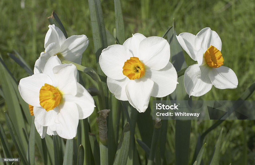 흰색 꽃 세 narcissi 대포딜 부품군 - 로열티 프리 0명 스톡 사진