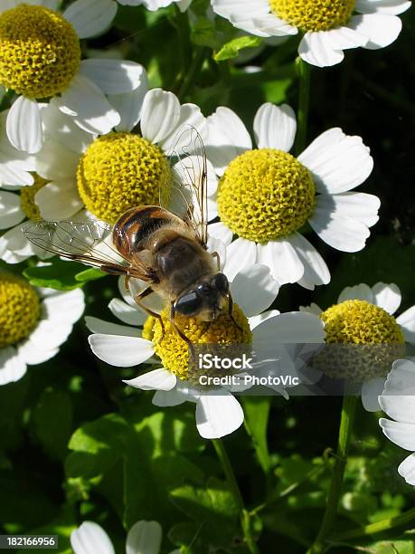 Пчела На Camomile Цветы — стоковые фотографии и другие картинки Белый - Белый, Вертикальный, Весна