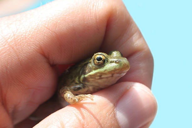 odkryj frog - frogger zdjęcia i obrazy z banku zdjęć