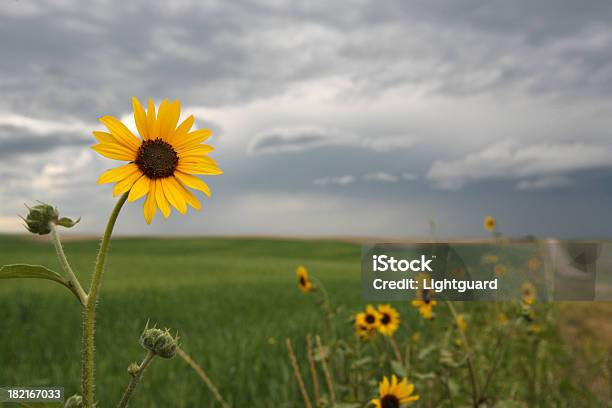 Żółty Kwiat Drogowego - zdjęcia stockowe i więcej obrazów Burza - Burza, Chmura, Chmura burzowa