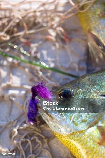 Sonnenbarsch Und Lila Jig Stockfoto und mehr Bilder von Angelausrüstung - Angelausrüstung, Angelhaken, Erfolg