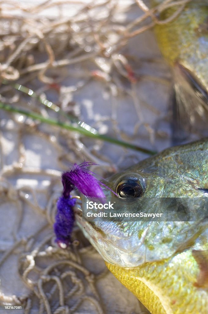 Plantilla sunfish y púrpura - Foto de stock de Actividades recreativas libre de derechos