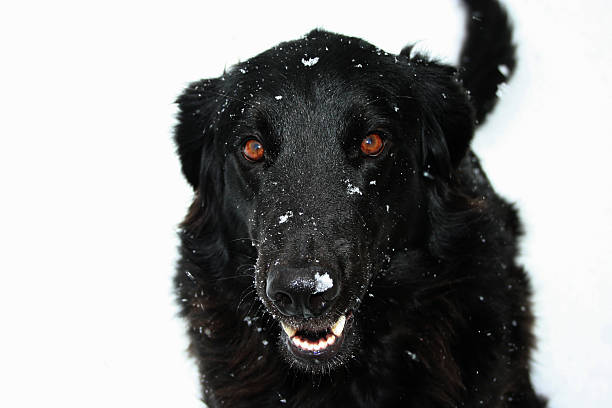 istock Black Dog In The Snow 182167300