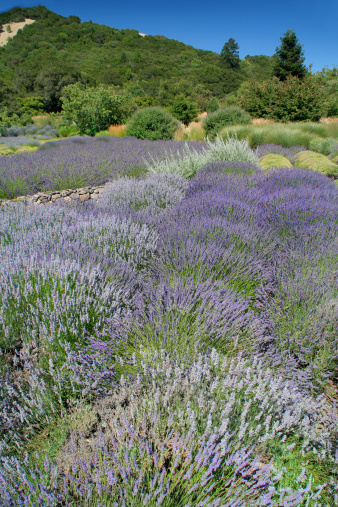 Subject: A field of Lavender against the hill side